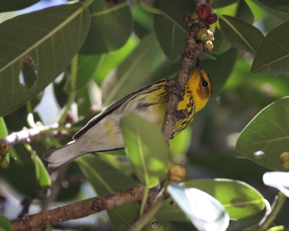 Cape May Warbler - ML573561851