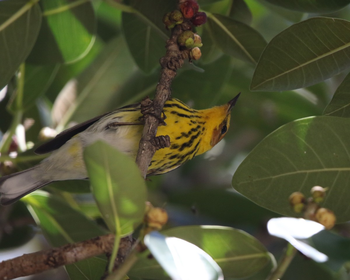 Cape May Warbler - ML573562081