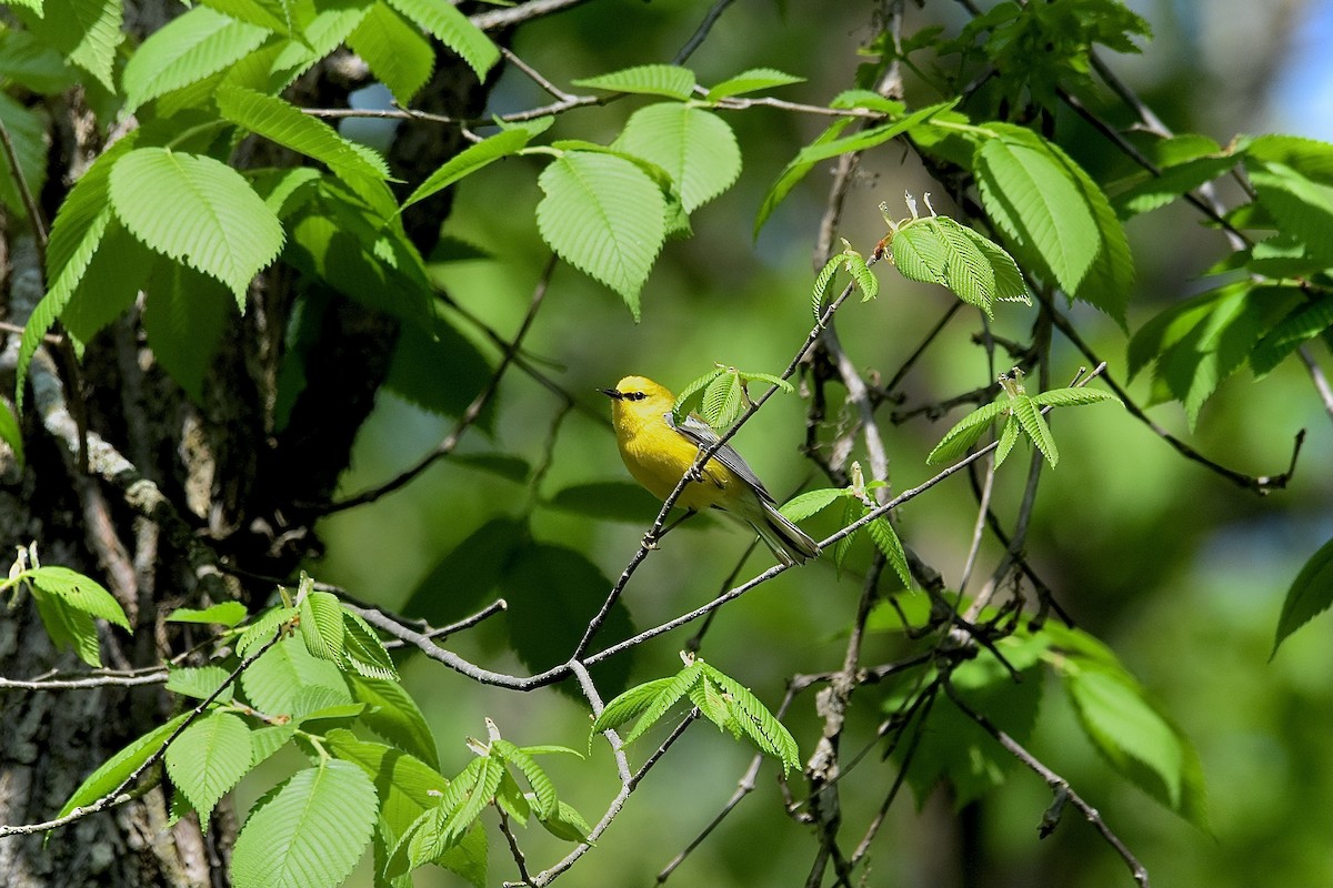 Blue-winged Warbler - ML573562261