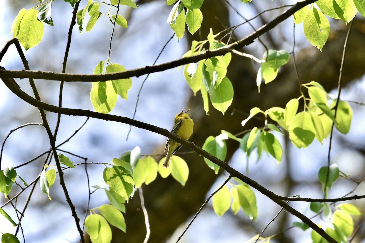 Blue-winged Warbler - ML573562271