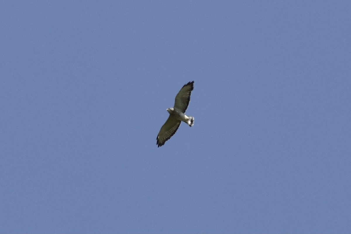 Broad-winged Hawk - ML573562391
