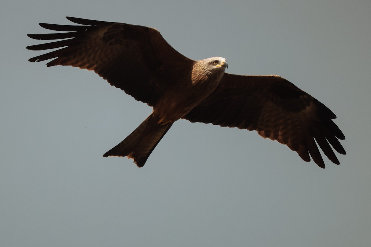 Black Kite - ML573563631