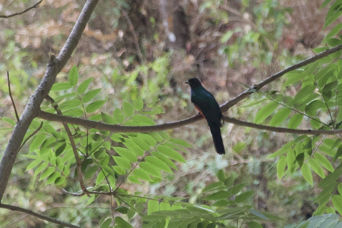 Eared Quetzal - ML573565071