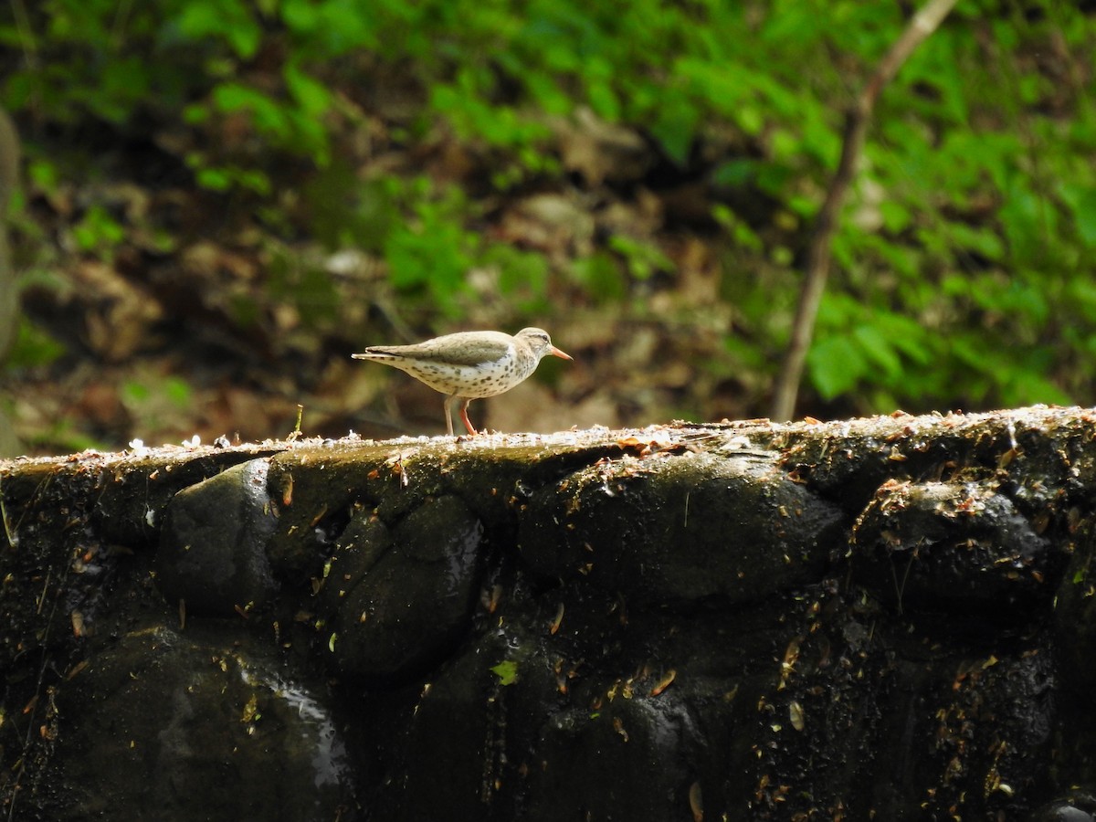 Spotted Sandpiper - ML573565121