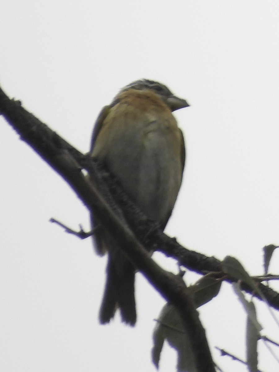 Black-headed Grosbeak - ML573565771