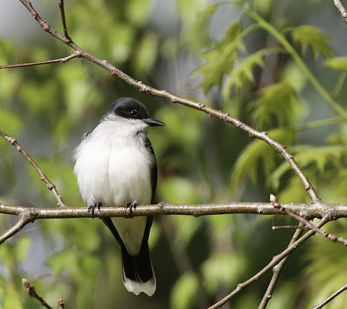 Eastern Kingbird - ML573565911