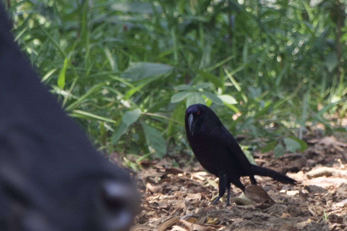 Giant Cowbird - ML573567711