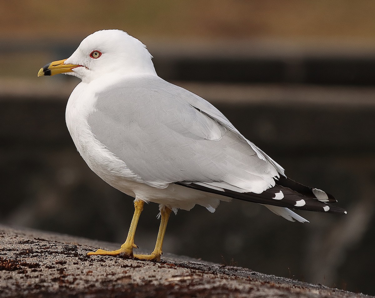 Ring-billed Gull - ML573567801