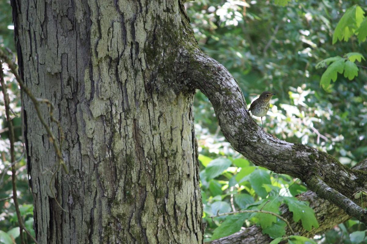 Hermit Thrush - ML573568091