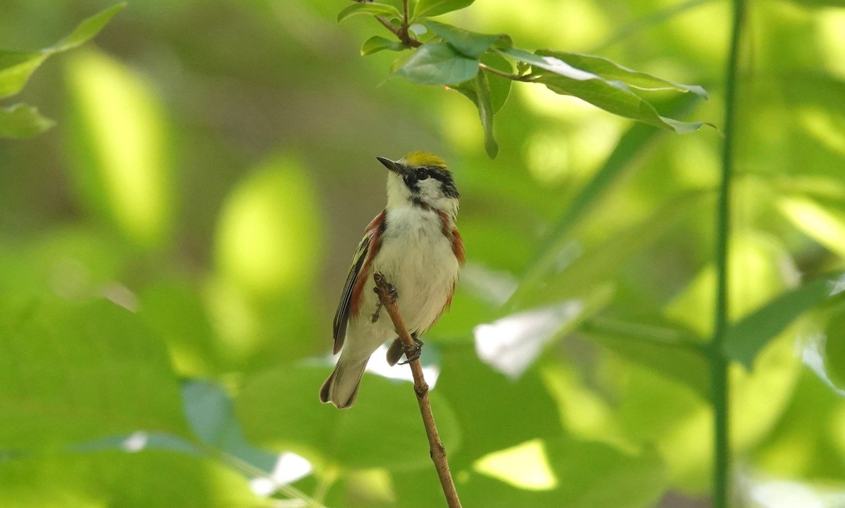 ワキチャアメリカムシクイ - ML573568131