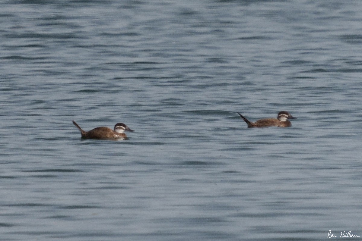 White-headed Duck - ML573568161