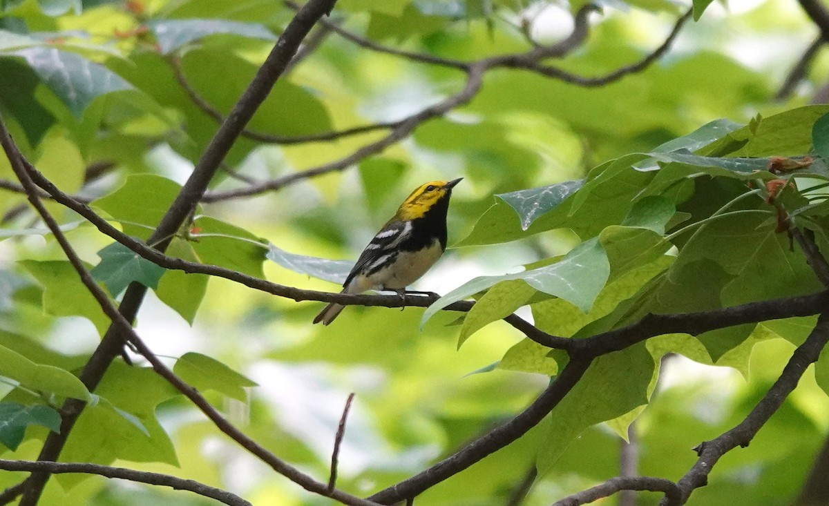 ノドグロミドリアメリカムシクイ - ML573568271