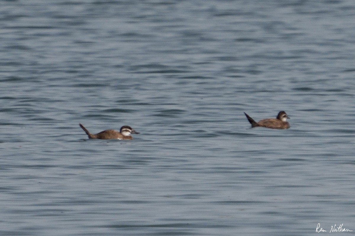 White-headed Duck - ML573568311