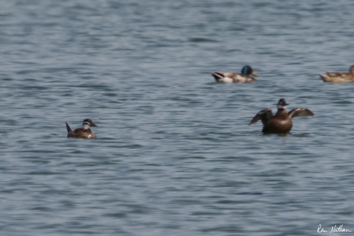 White-headed Duck - ML573568341