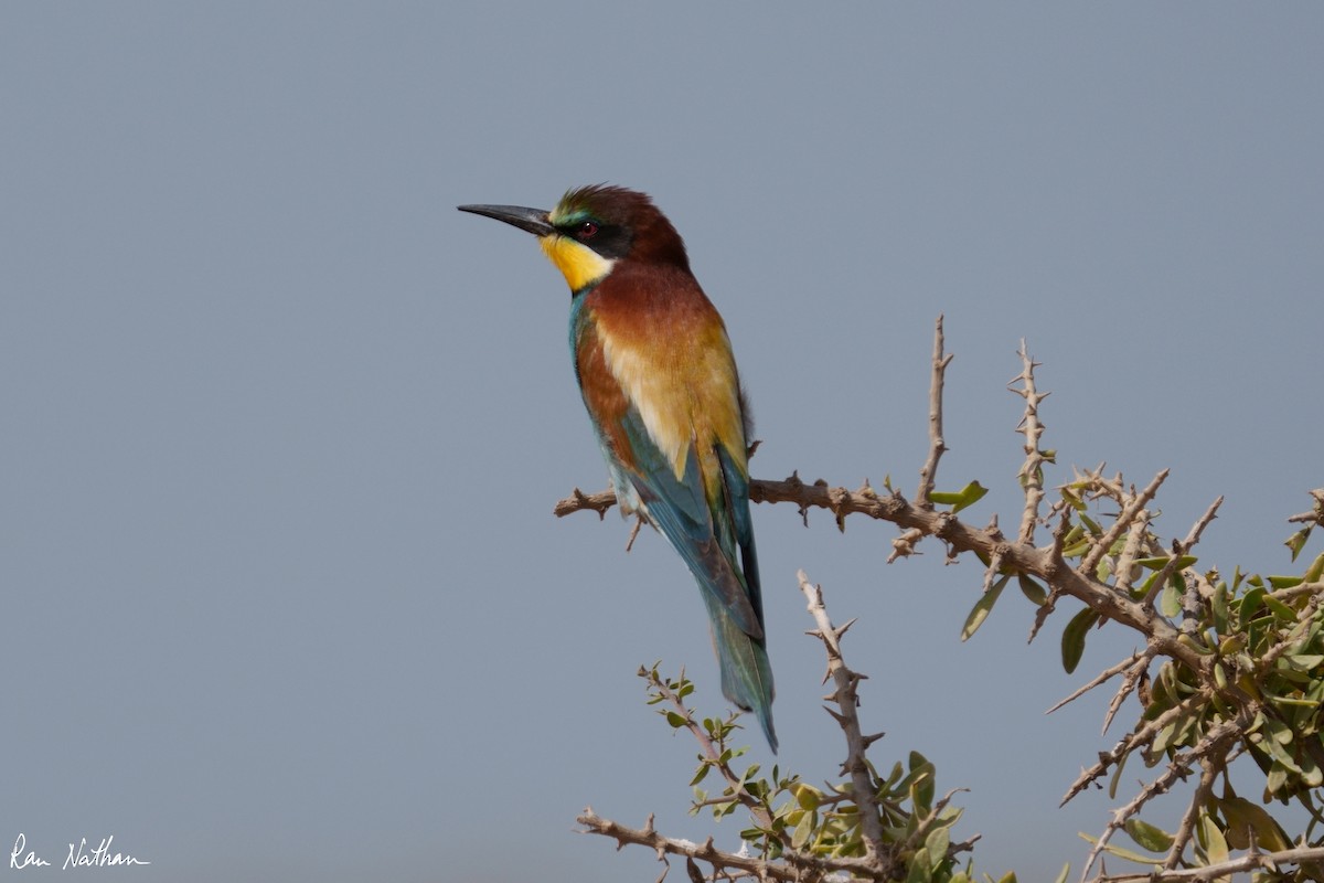 European Bee-eater - ML573569971