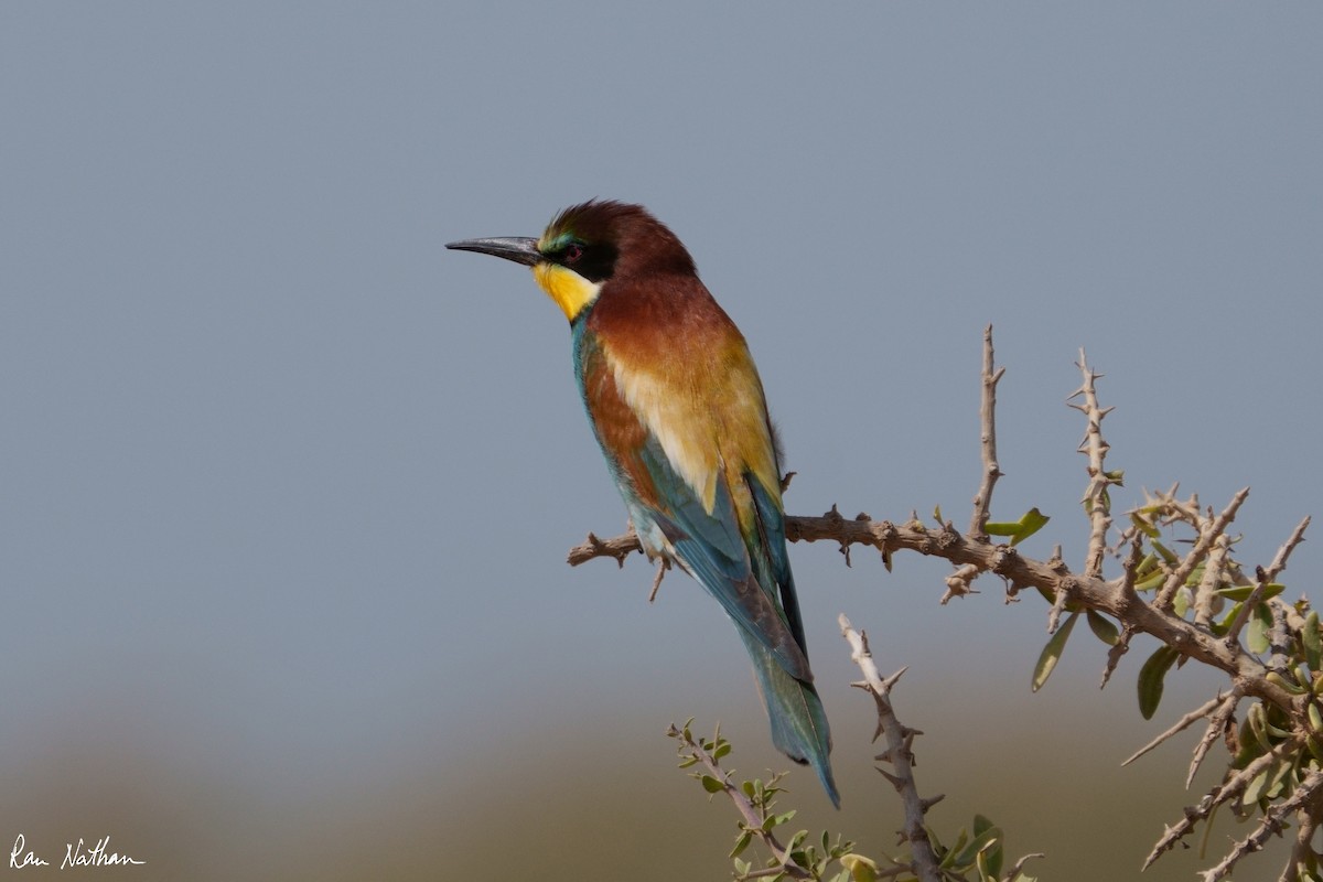 European Bee-eater - ML573569991