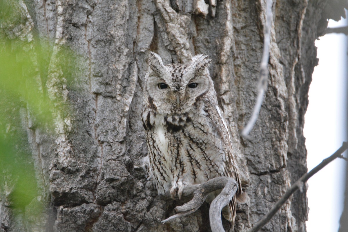 Eastern Screech-Owl - David Wade