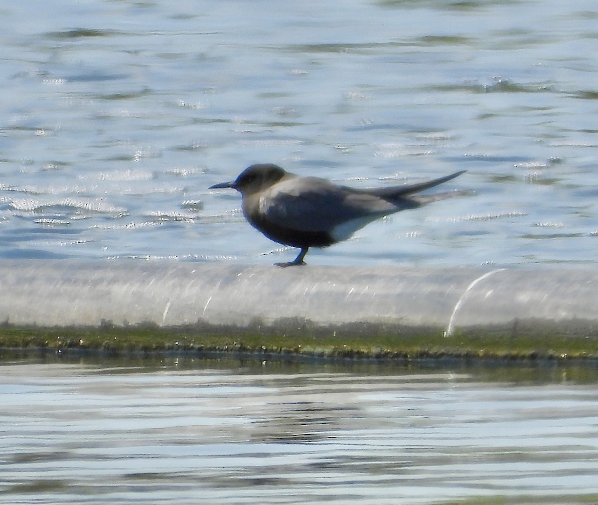 Black Tern - ML573574771