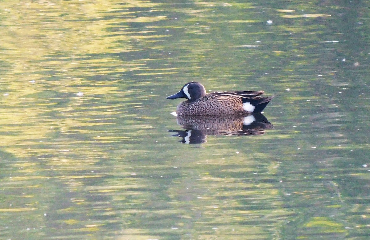Blue-winged Teal - ML573575491