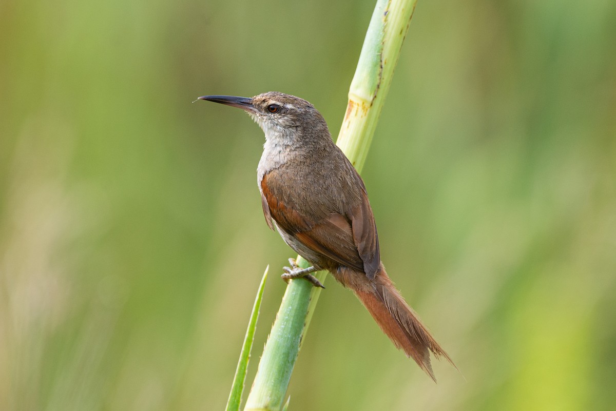 Straight-billed Reedhaunter - Raphael Zulianello