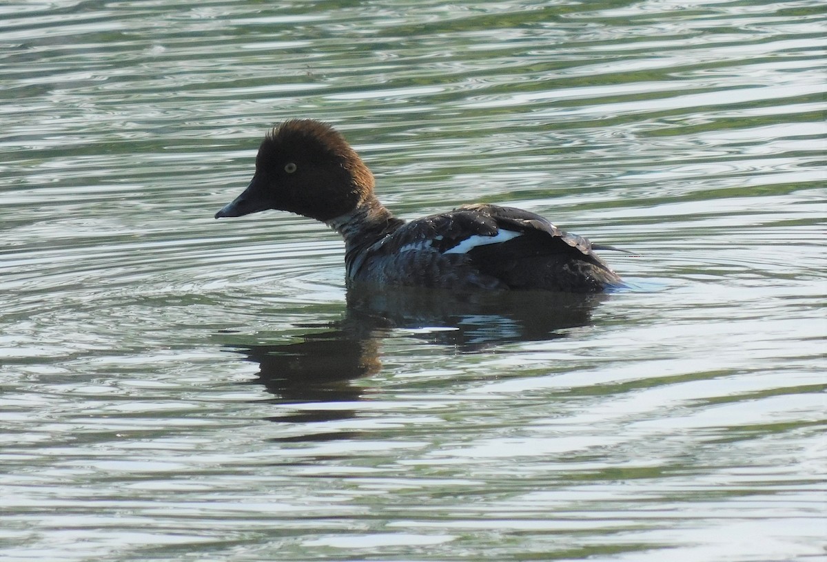 Common Goldeneye - ML573576001