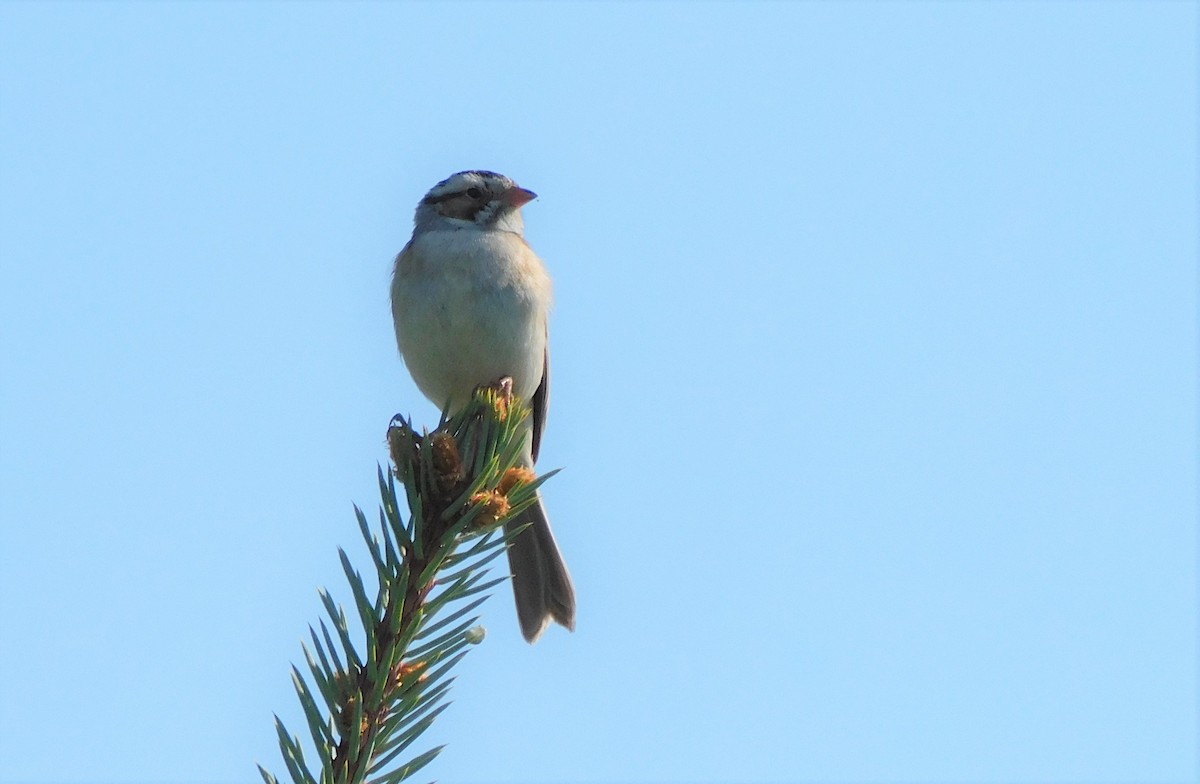 Clay-colored Sparrow - ML573576271