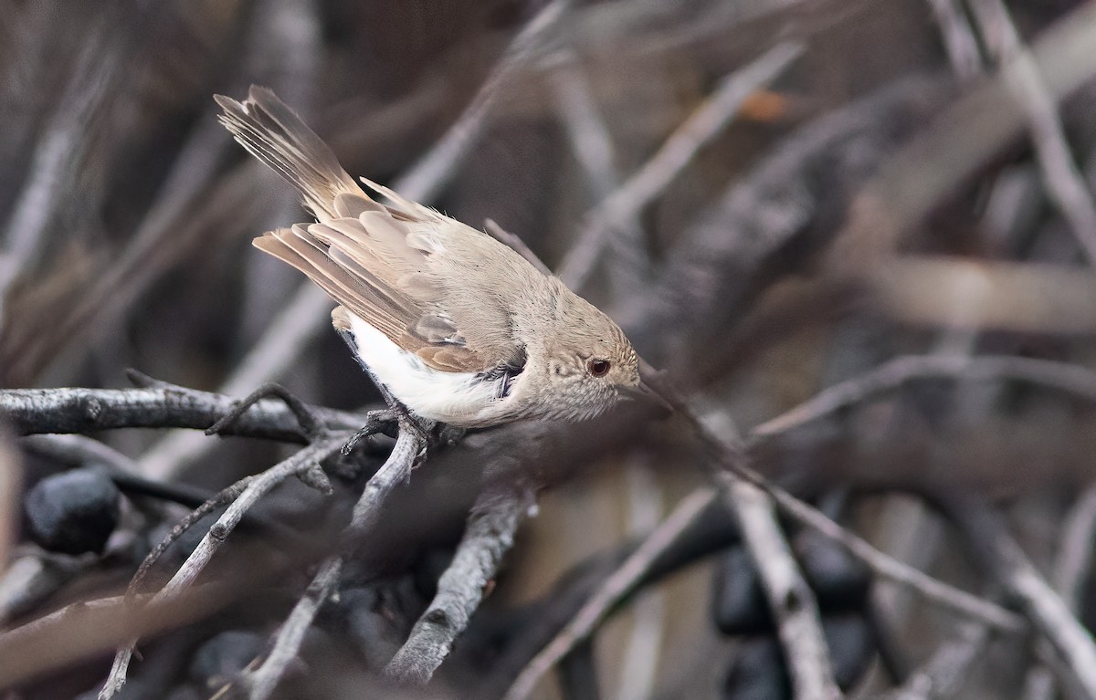 Inland Thornbill - ML573576381