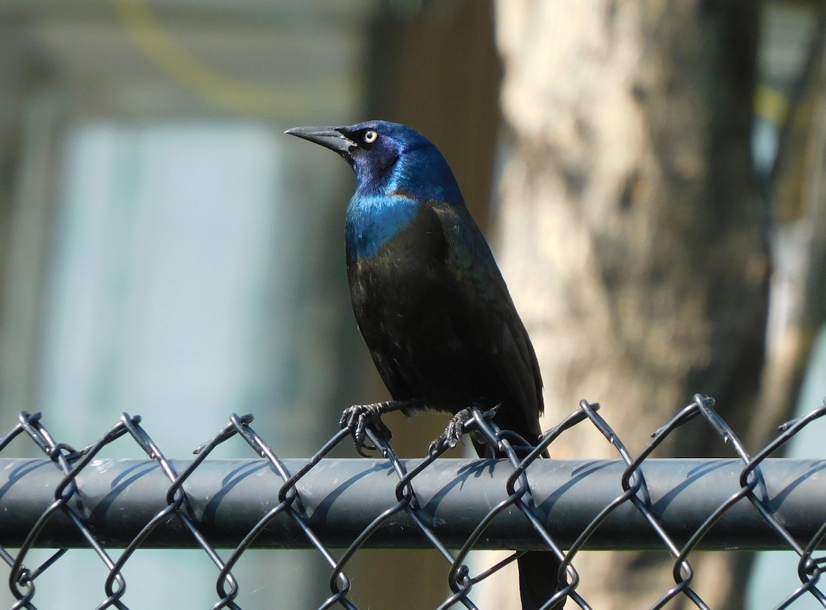 Common Grackle - ML573576521