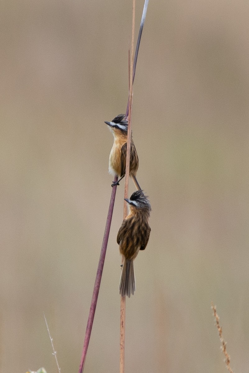 Sharp-tailed Tyrant - ML573576821