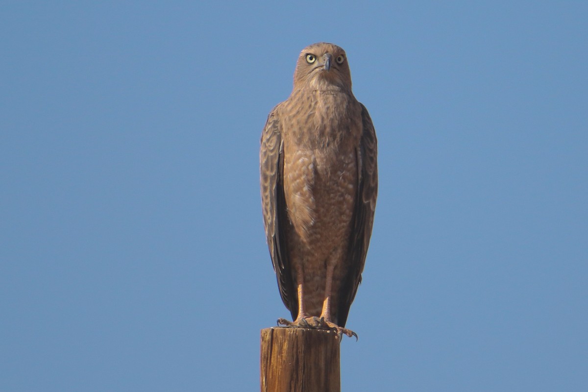 Pale Chanting-Goshawk - ML573577031