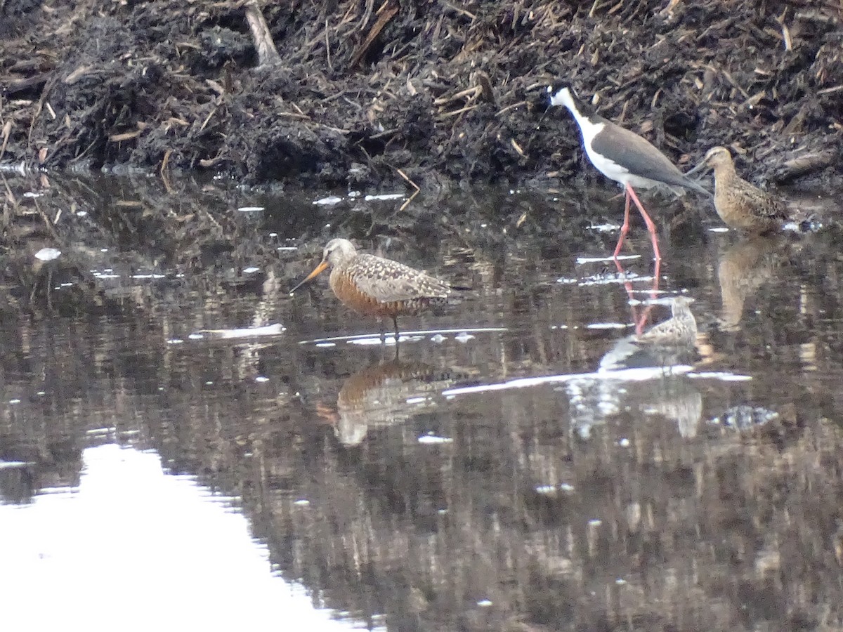 Hudsonian Godwit - ML573578541