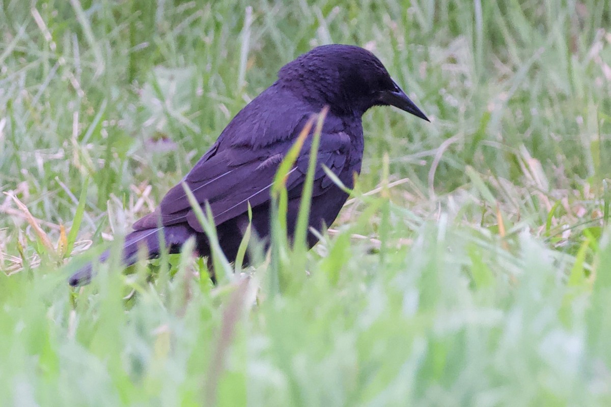 Austral Blackbird - ML573578651