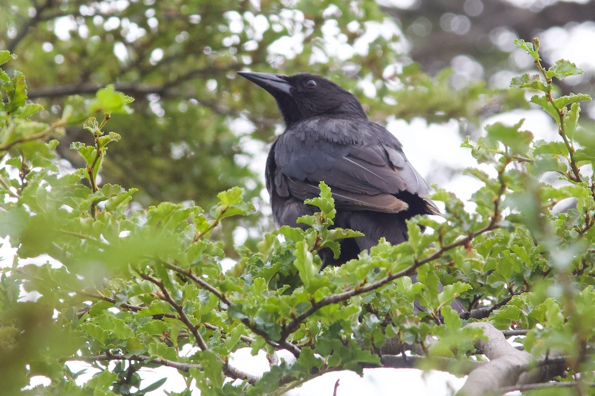 Austral Blackbird - ML573578661