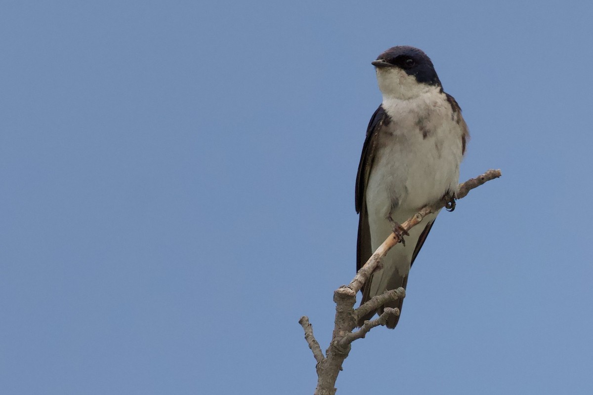 Chilean Swallow - Luciano Naka