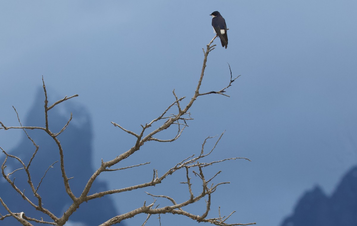 Chilean Swallow - ML573578831