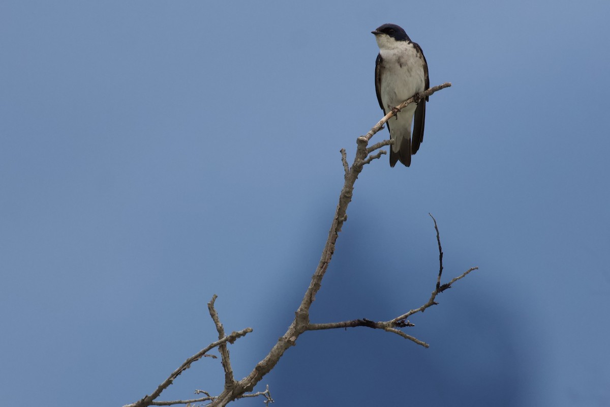 Chilean Swallow - ML573578841