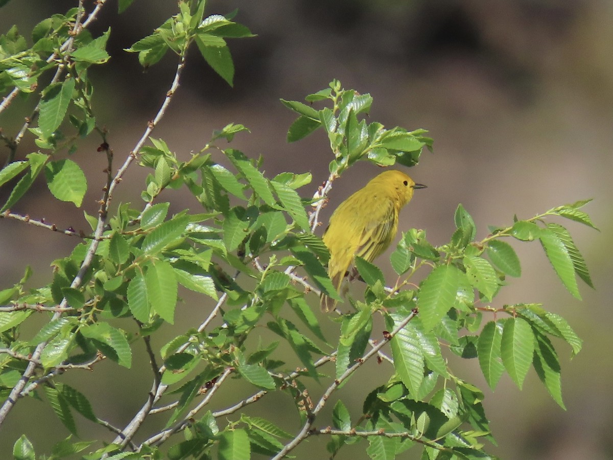 Yellow Warbler - ML573579521