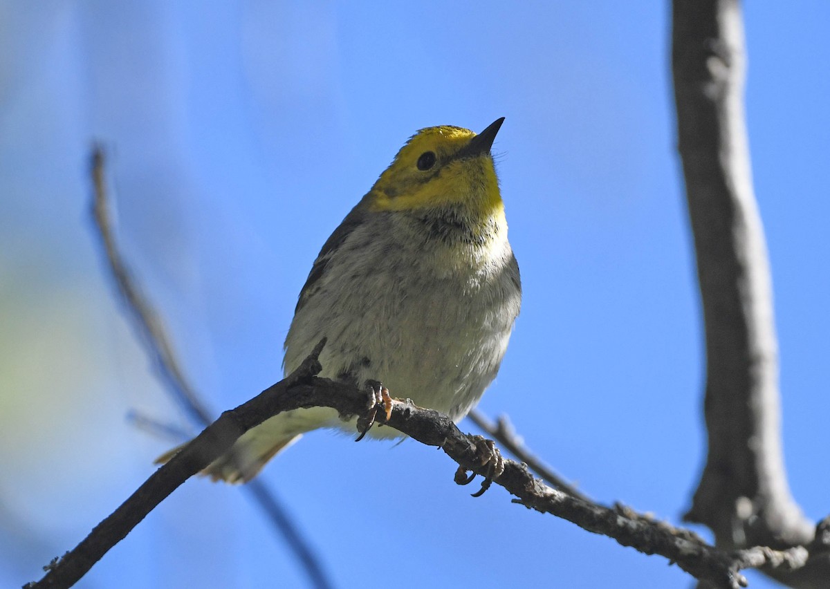 Hermit Warbler - ML573580281