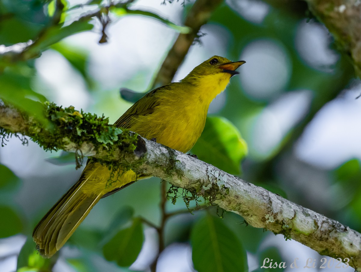 Joyful Greenbul - ML573581191