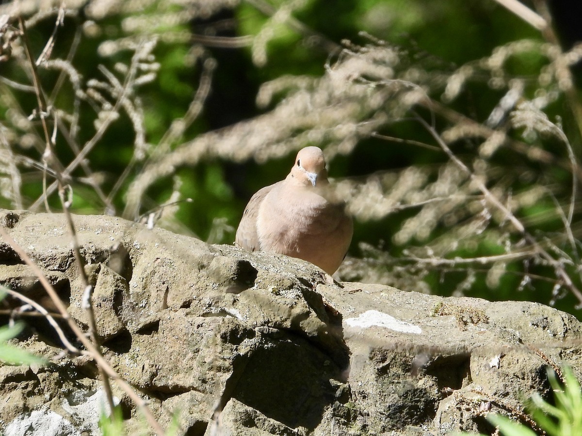 Mourning Dove - ML573581641