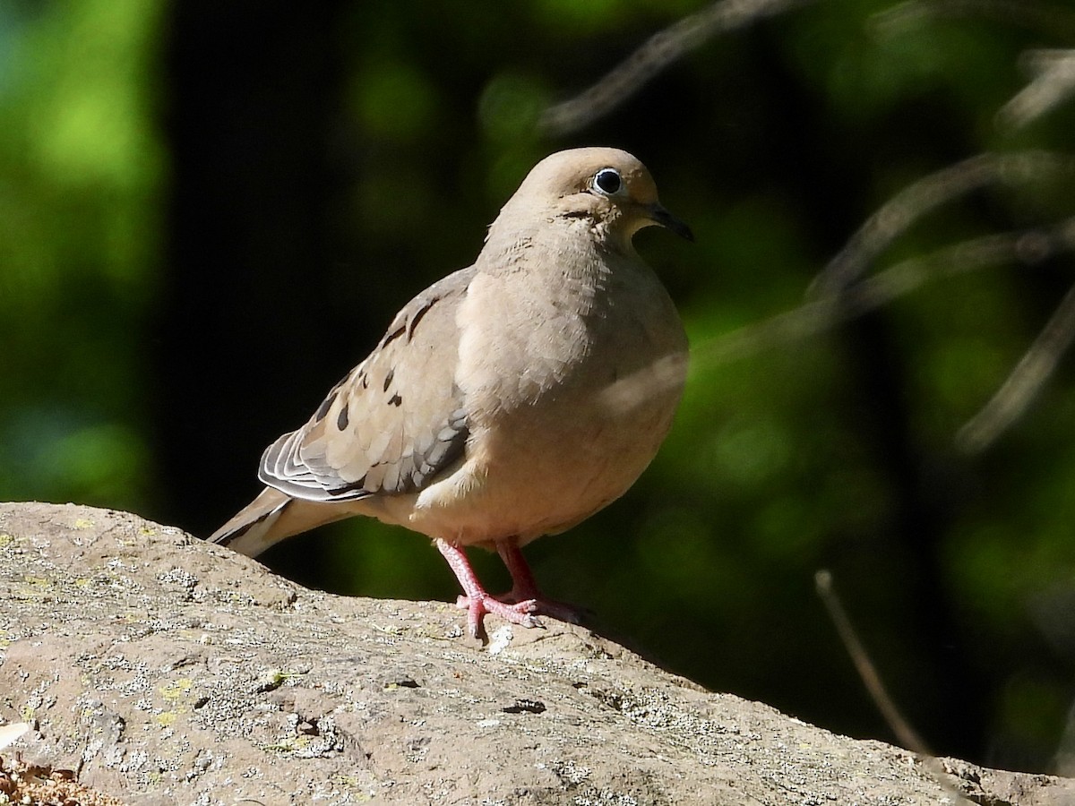 Mourning Dove - ML573581651
