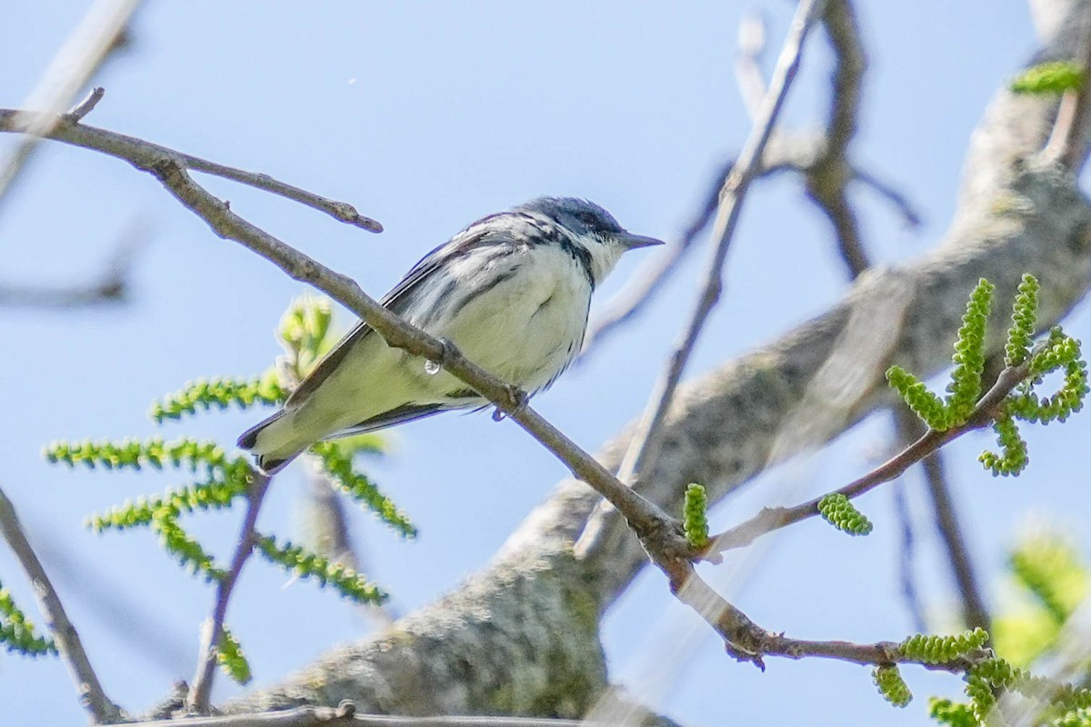Cerulean Warbler - ML573581671