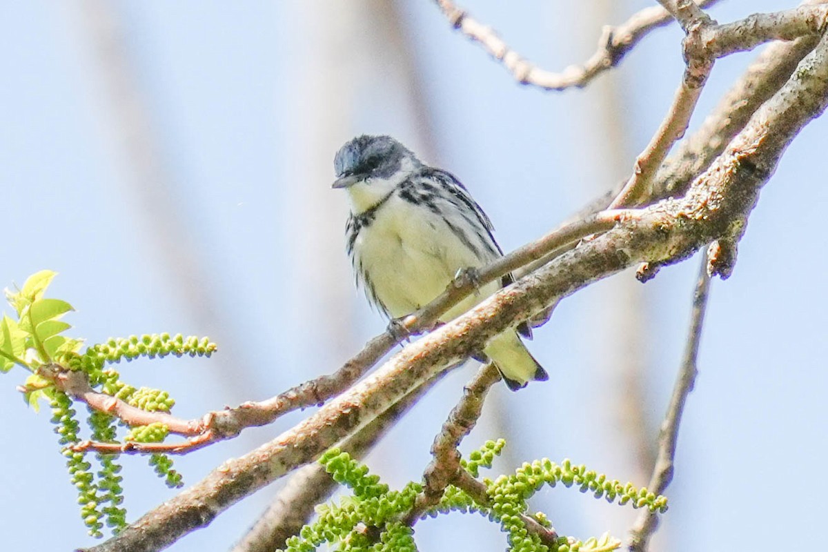 Cerulean Warbler - ML573581871