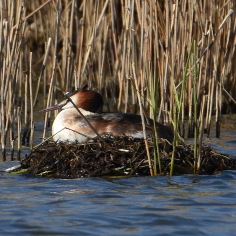 Great Crested Grebe - ML573582051