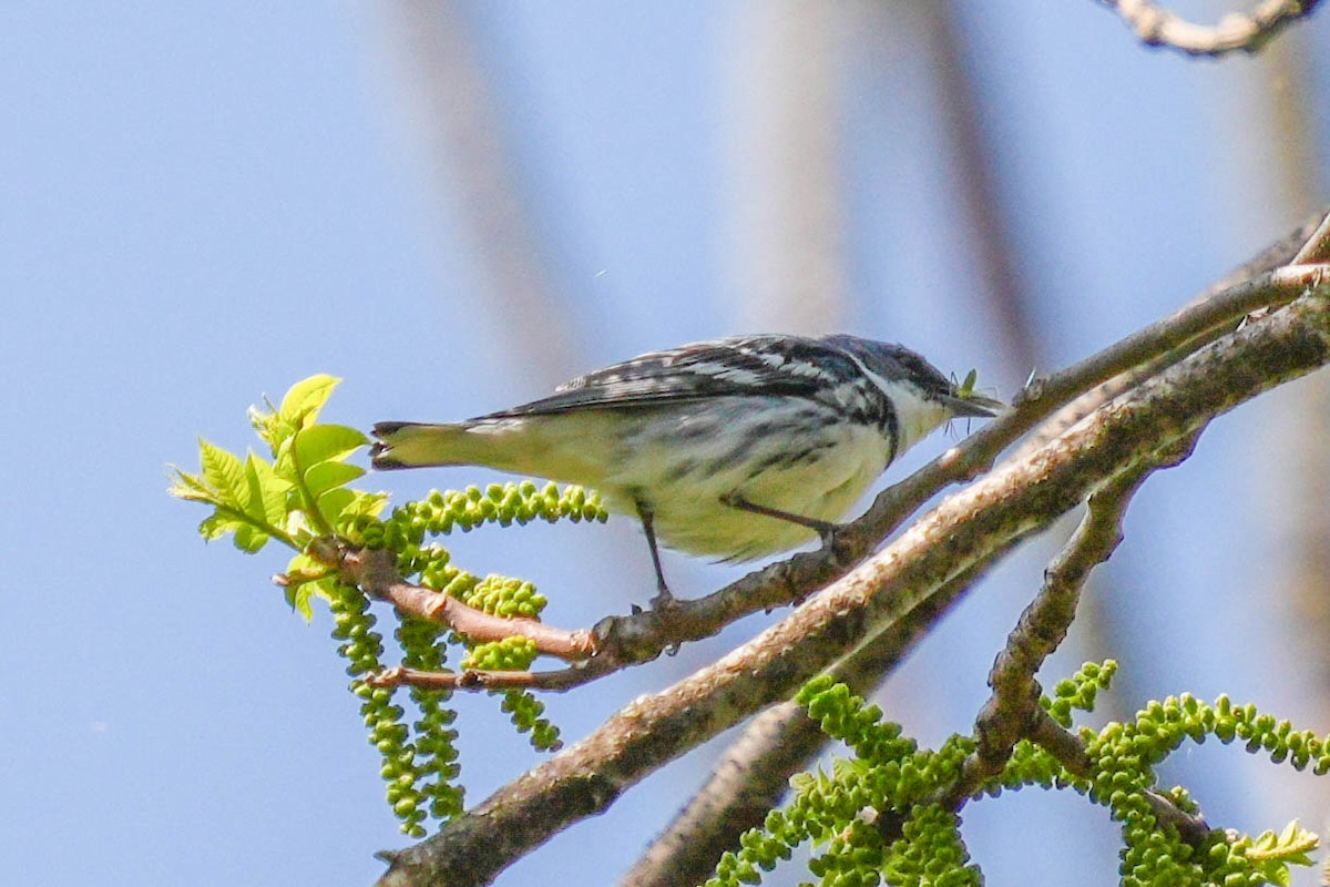 Cerulean Warbler - ML573582181