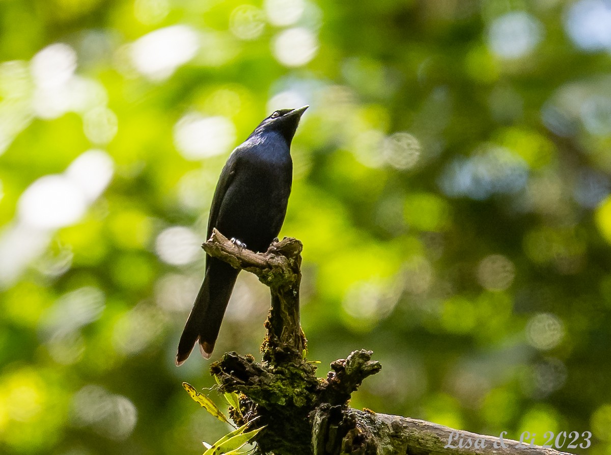 Stuhlmann's Starling - ML573583051