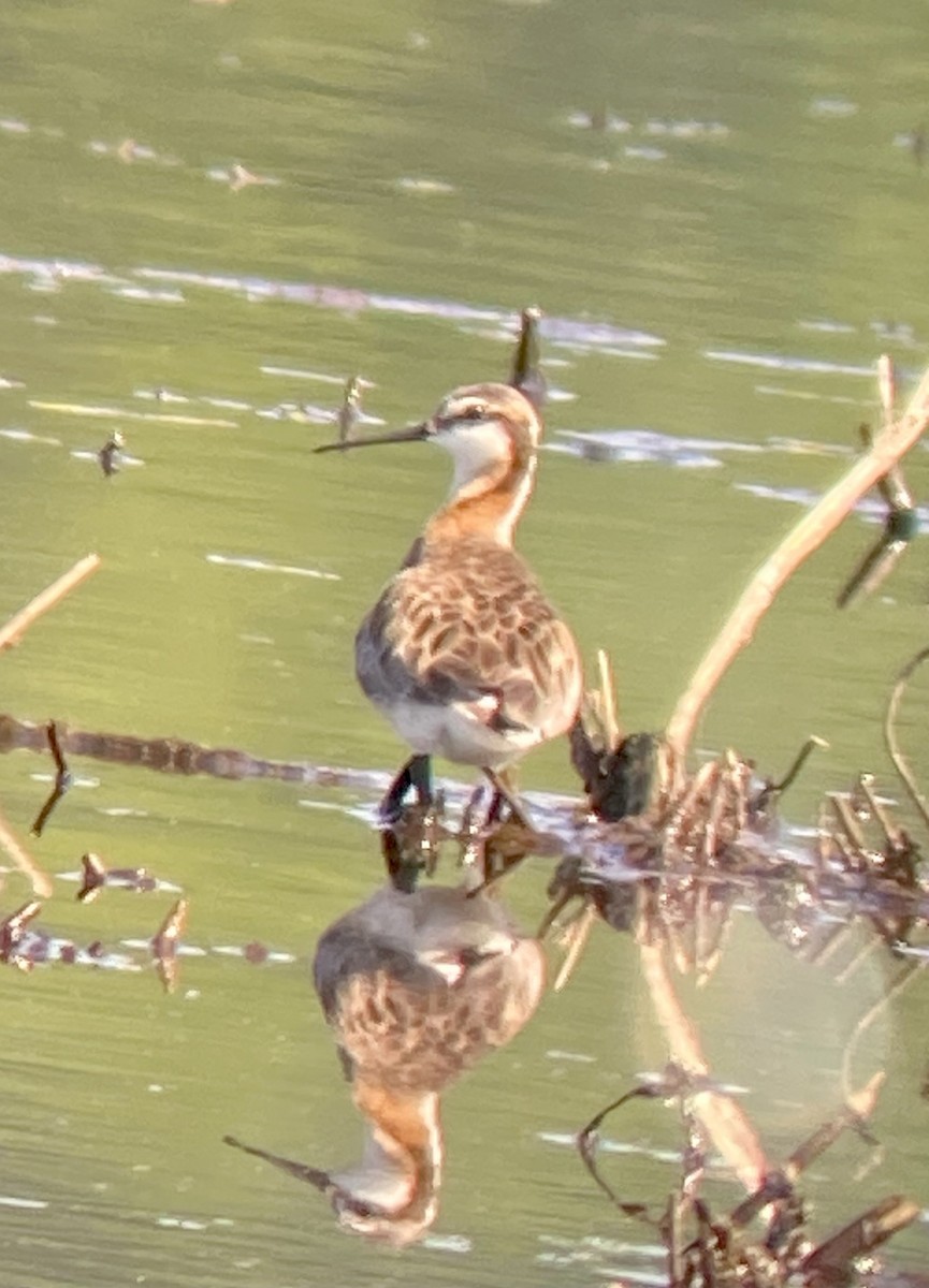 Wilson's Phalarope - ML573583371