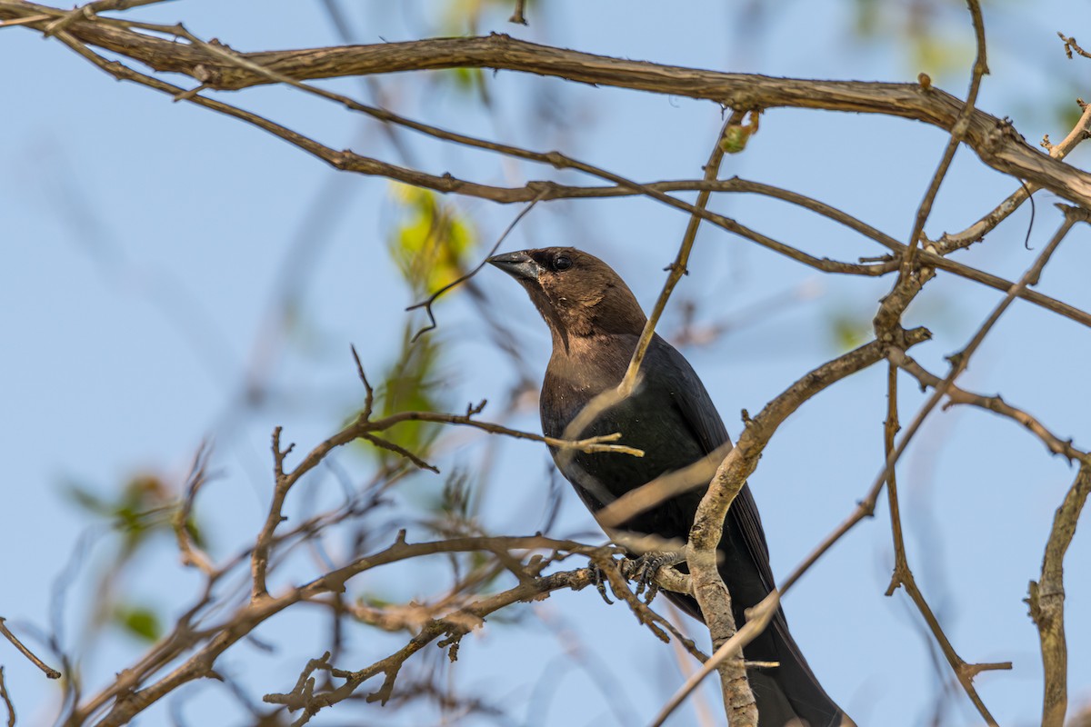 Brown-headed Cowbird - ML573583631