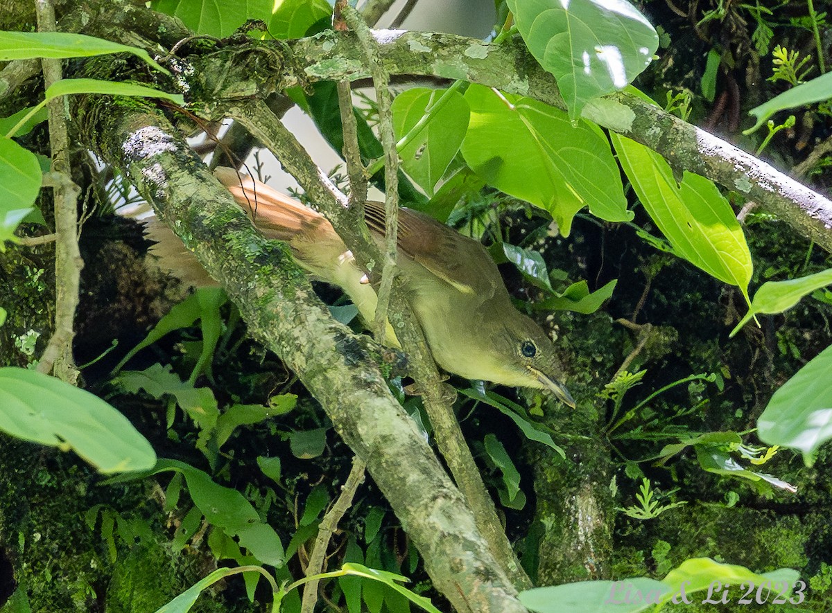 Cabanis's Greenbul (Cabanis's) - ML573584791