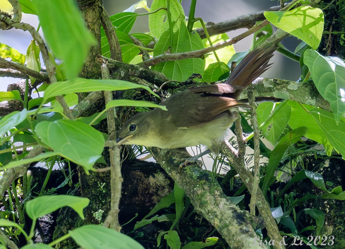 Bulbul de Cabanis (groupe cabanisi) - ML573584811